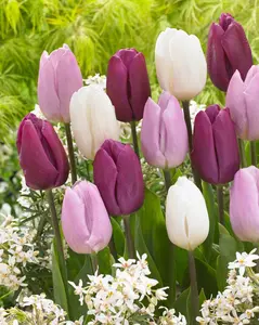 50 Purple Rain Mix Tulip Bulbs - Tulipa Triumph: Super-Sized X-tra Value Bag! Pre-Chilled Read for Spring!!-Daylily Nursery