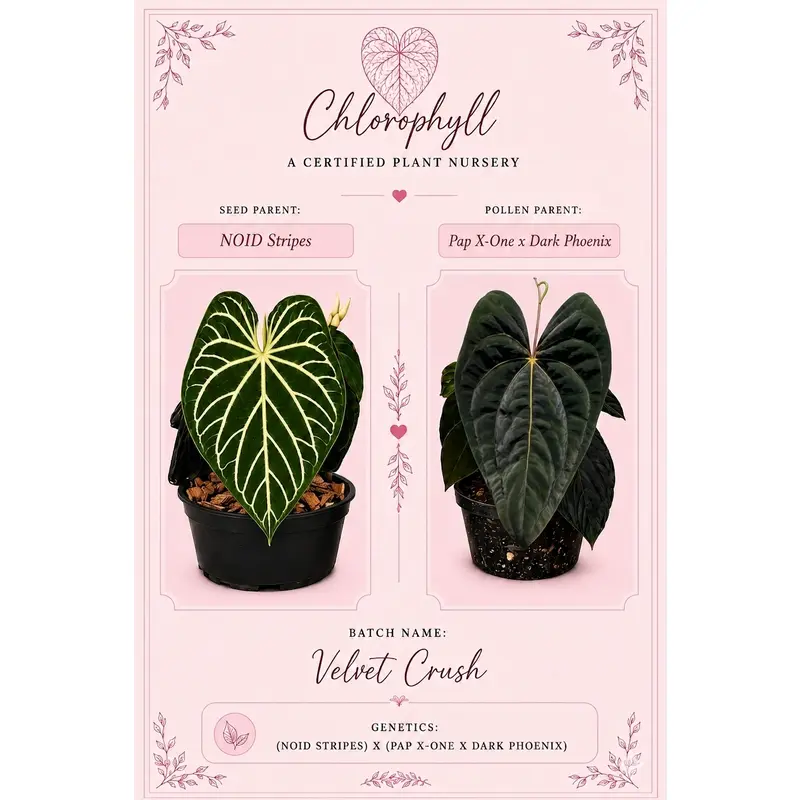anthurium portillae x pap - TikTok Shop