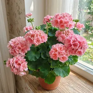 Rare Geranium Pelargonium Seeds for Garden Balcony Decoration Easy to Grow Flower Seeds Non-GMO Perennial Geranium Seeds for Home Gardening