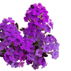 Green River 50 Bright Purple Phlox Seeds - flower seed pack, vibrant perennial blooms, cottage garden favorite, attracts pollinators
