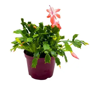 BubbleBlooms Christmas Cactus, 6 inch Holiday Cactus Thanksgiving Cactus, Crab Cactus, Easter Cactus, Seasonal Flowering