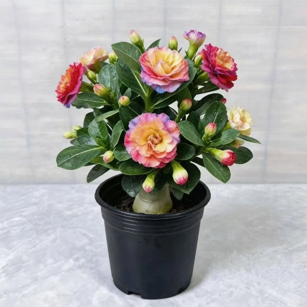 Live Desert Rose Adenium Obesum Tuber Root - Exotic Succulent Caudex Plant, Easy-Grow Flowering Houseplant, Unique Bonsai Home Decor, Ideal Gift for Plant Enthusiasts