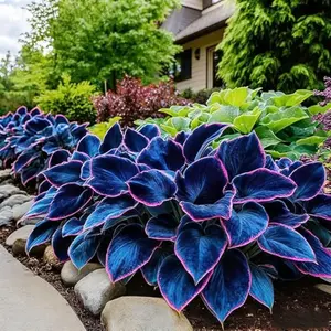 1000PCS Hosta Seeds Shade Perennial – Easy Grow Plant for Any Garden
