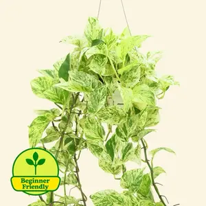 Snow Queen Pothos 6” - Hanging Basket House Plant