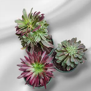 Premium Aeonium Trio #1