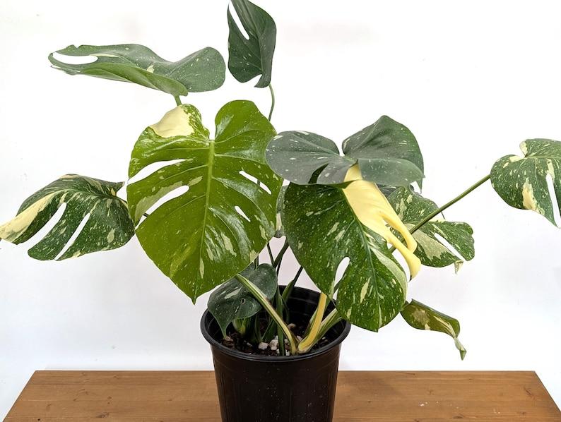 Monstera Thai Constellation - 4 inch, 6 inch, 8 inch Pots Live Tropical Aroid Plant - Perfect Houseplant Gift