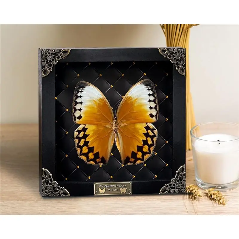 Real Butterfly Black Rhombus Frame Handmade Beetle Shadow Box Bug Insect Specimen Unique Entomology Oddities Taxidermy Collection Tabletop Artwork Home Decor Living Reading Gallery Bedroom K16-02-NEM