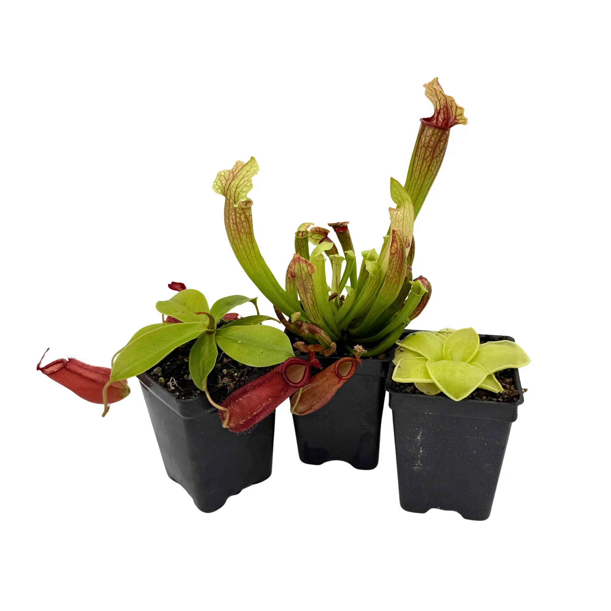 Indoor Beginner Carnivorous Plant Collection