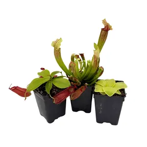 Indoor Beginner Carnivorous Plant Collection