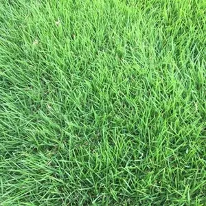 Premium 5000-Piece Zoysia Grass Seed – Perfect for a Lush, Green Lawn All Year Round