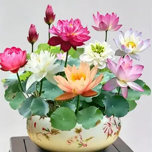 60 Mixed-Color Bonsai Bowl Lotus Seeds - Exotic Water Lily Seeds for Ornamental Ponds and Indoor Planting