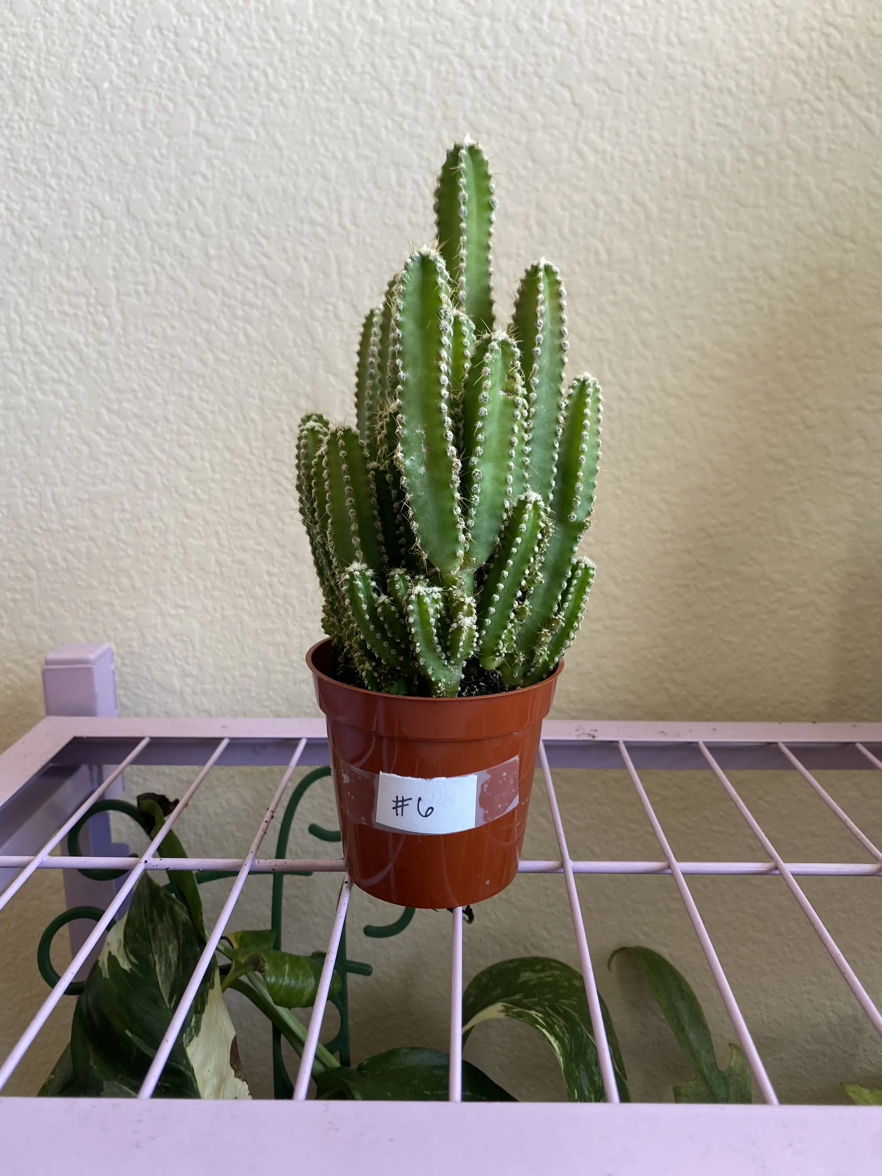 Fairy Castle Cactus, Live Indoor Garden Plant for Home Improvement Decor