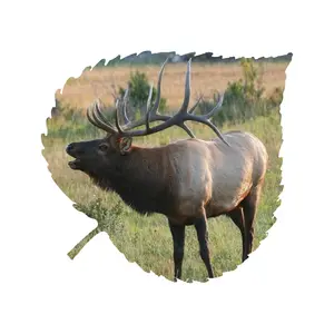 Elk Aspen Leaf Wall Art