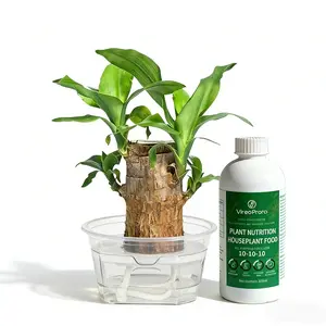 Livestream-Exclusive Link-Brazilwood Live Plant Dracaena Fragrans Non-GMO Easy Grow Indoor Outdoor Potted Plant Low Maintenance Home Office Decor Balcony Garden Ornamental Evergreen Tree