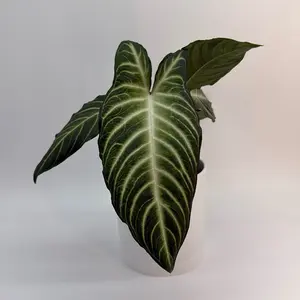 Xanthosoma Lindenii Magnificum 6" pot-Live Indoor Plant Tropical Houseplant with Bold Velvety Foliage Easy Care for Beginners