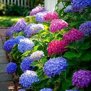 200 pcs Hydrangea Seeds for Vibrant Rainbow Garden All Seasons Gardening & Home Decor Natural Look Enhances Beauty