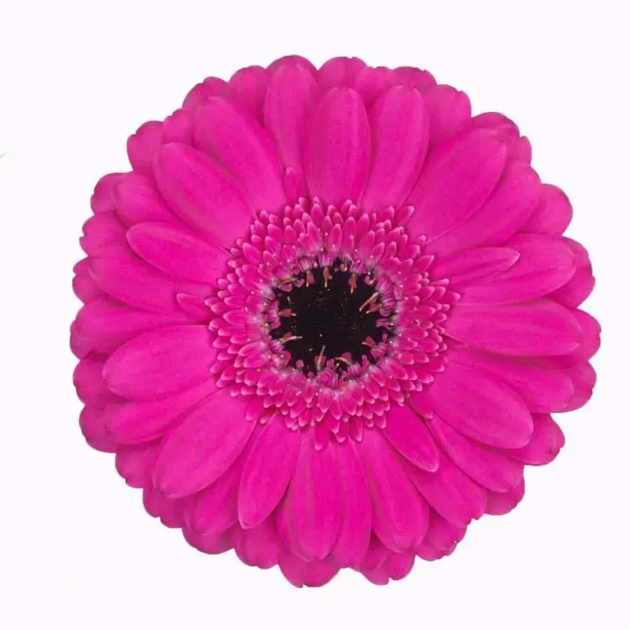 Mini Gerber Anna - 60 Stem Bunch
