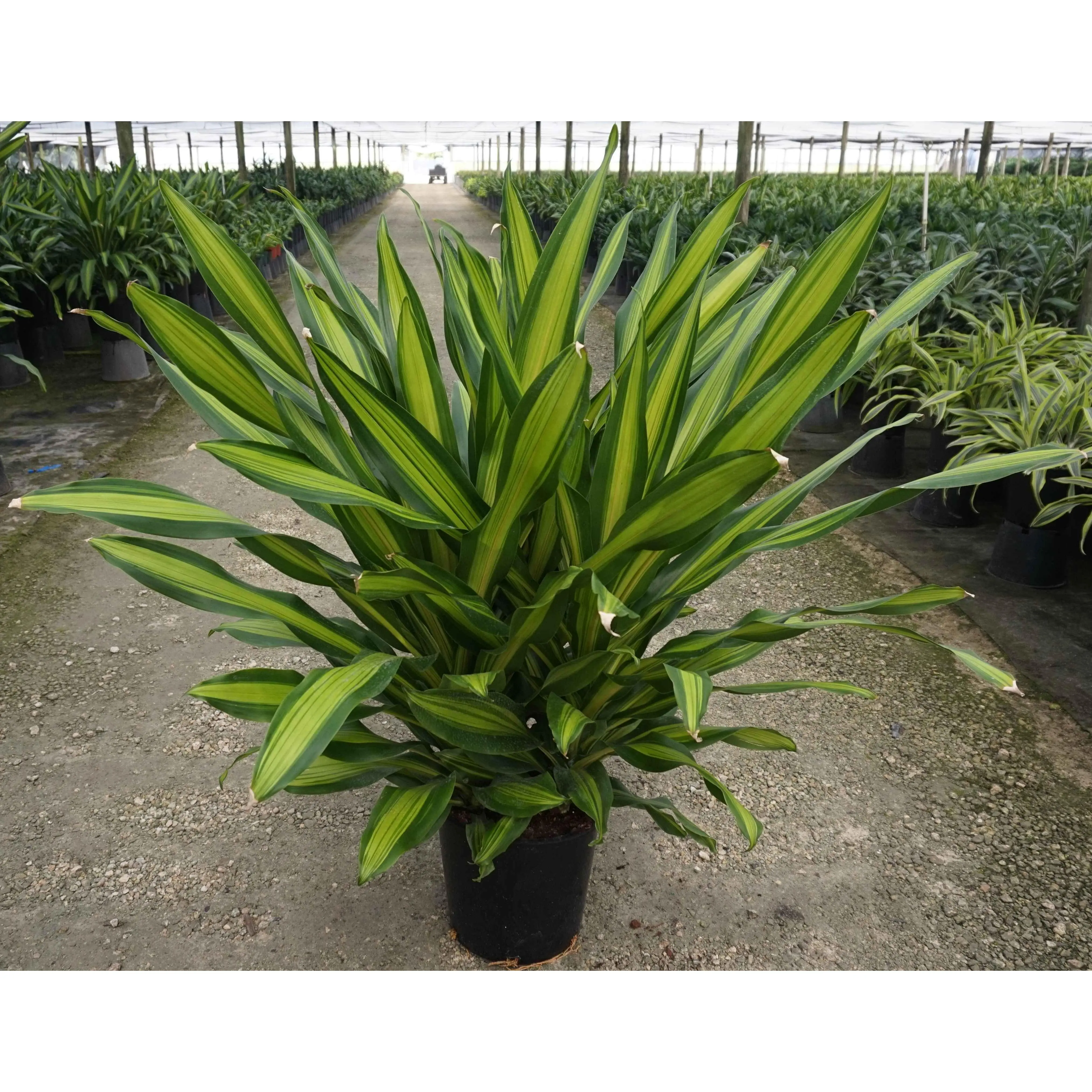 Dracaena Giganta - Live Plant in a 8 Inch Pot - Dracaena Deremensis 'Giganta' - Florist Quality Beautiful Easy Care Indoor Houseplant