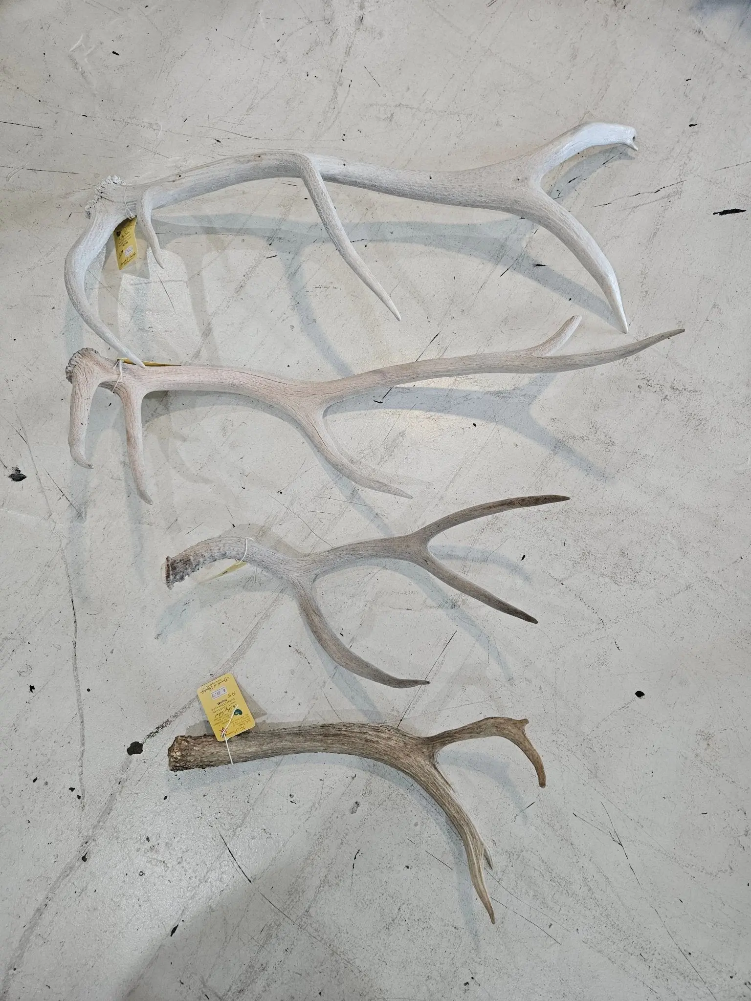 Premium Elk Antlers –  Various Sizes 18"-34"