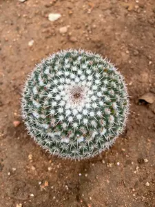Owl Eye Cactus - Mammillaria Parkinsonii