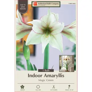 Magic Green Amaryllis - Creamy Green with Picotee Edges - 30/32cm Bulb