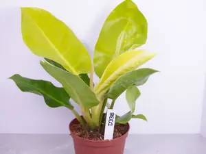 Philodendron Moonlight 6” | Neon Green Philodendron | Live Plant