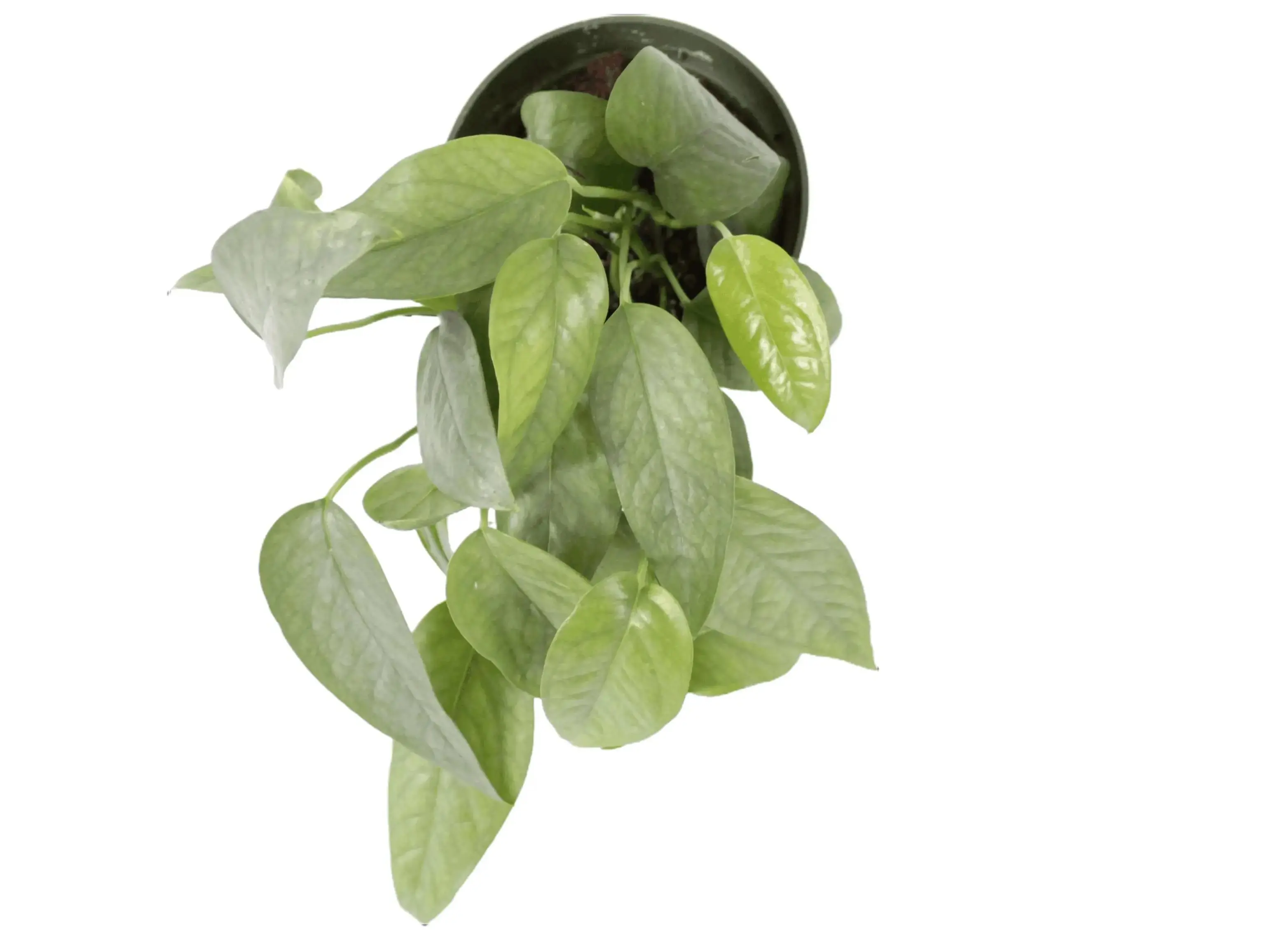 Pothos Cebu Blue 4” Potted Live Plant - Epipremnum Pinnatum - Rare Exotic Houseplant - Silvery Blue Foliage - Tropical Gift - Unique Indoor Plant - Vining Greenery - Metallic Sheen - Low Maintenance - Trailing Vine