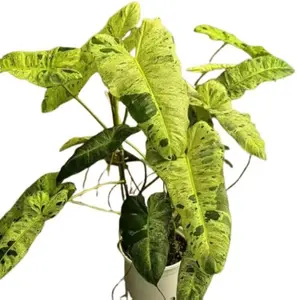 Live Plants Philodendron Paraiso Verde, Philodendrons Plants Size 5-9 Inc for Indoor Houseplant Décor, Ornamental Tropical Well-Rooted