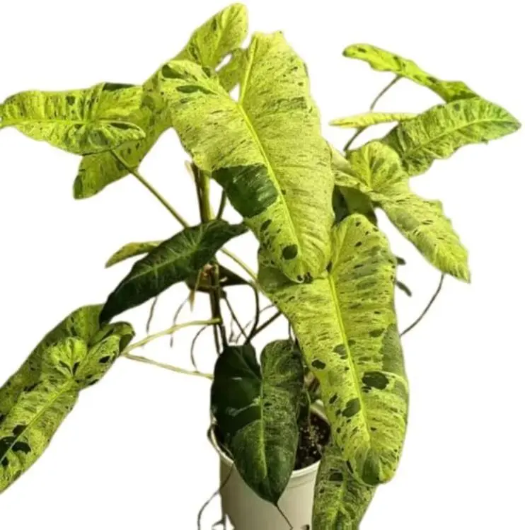 Live Plants Philodendron Paraiso Verde, Philodendrons Plants Size 5-9 Inc  for Indoor Houseplant Dcor, Ornamental Tropical Well-Rooted - TikTok Shop