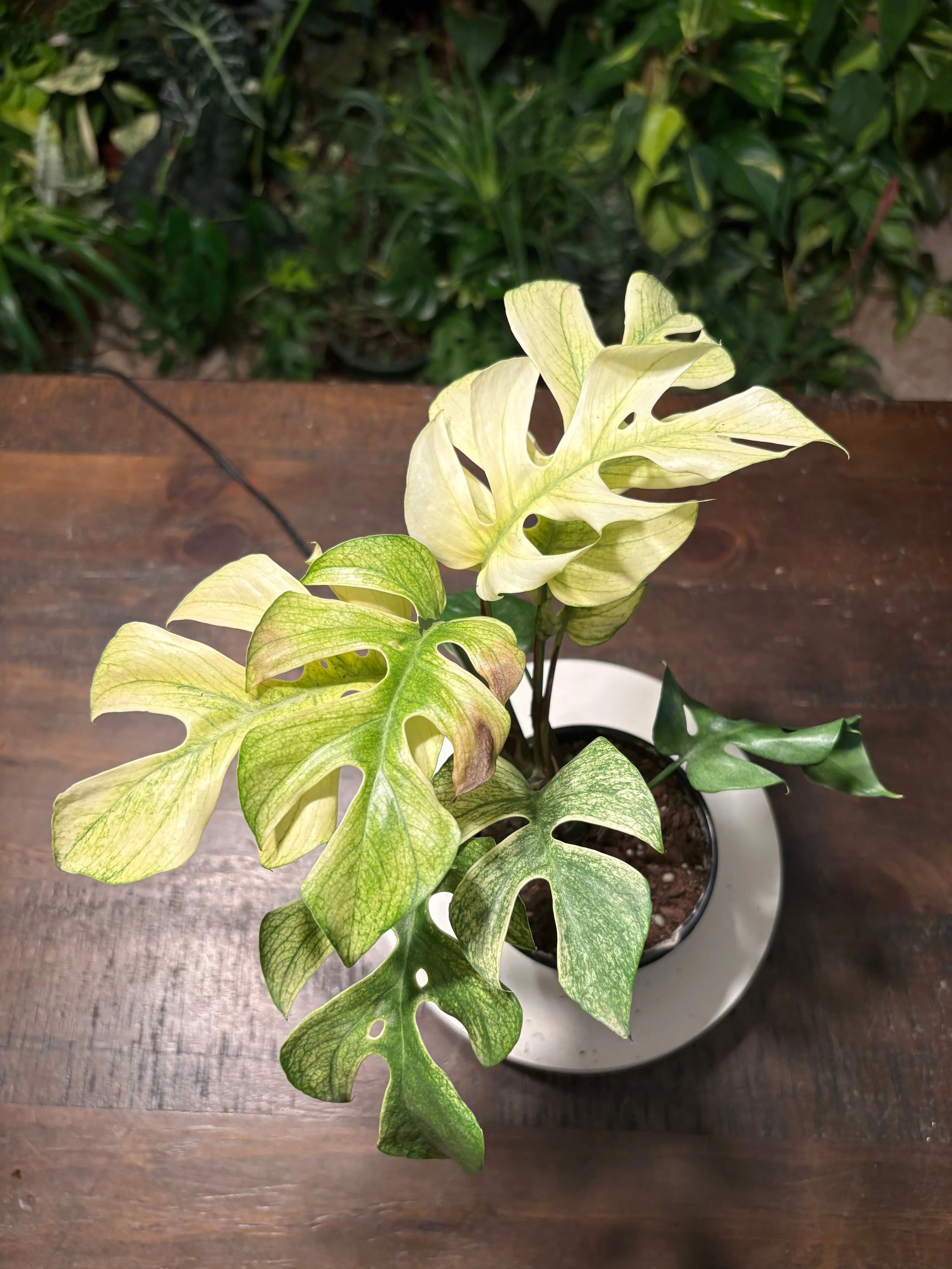 Monstera White Monster 6 inch