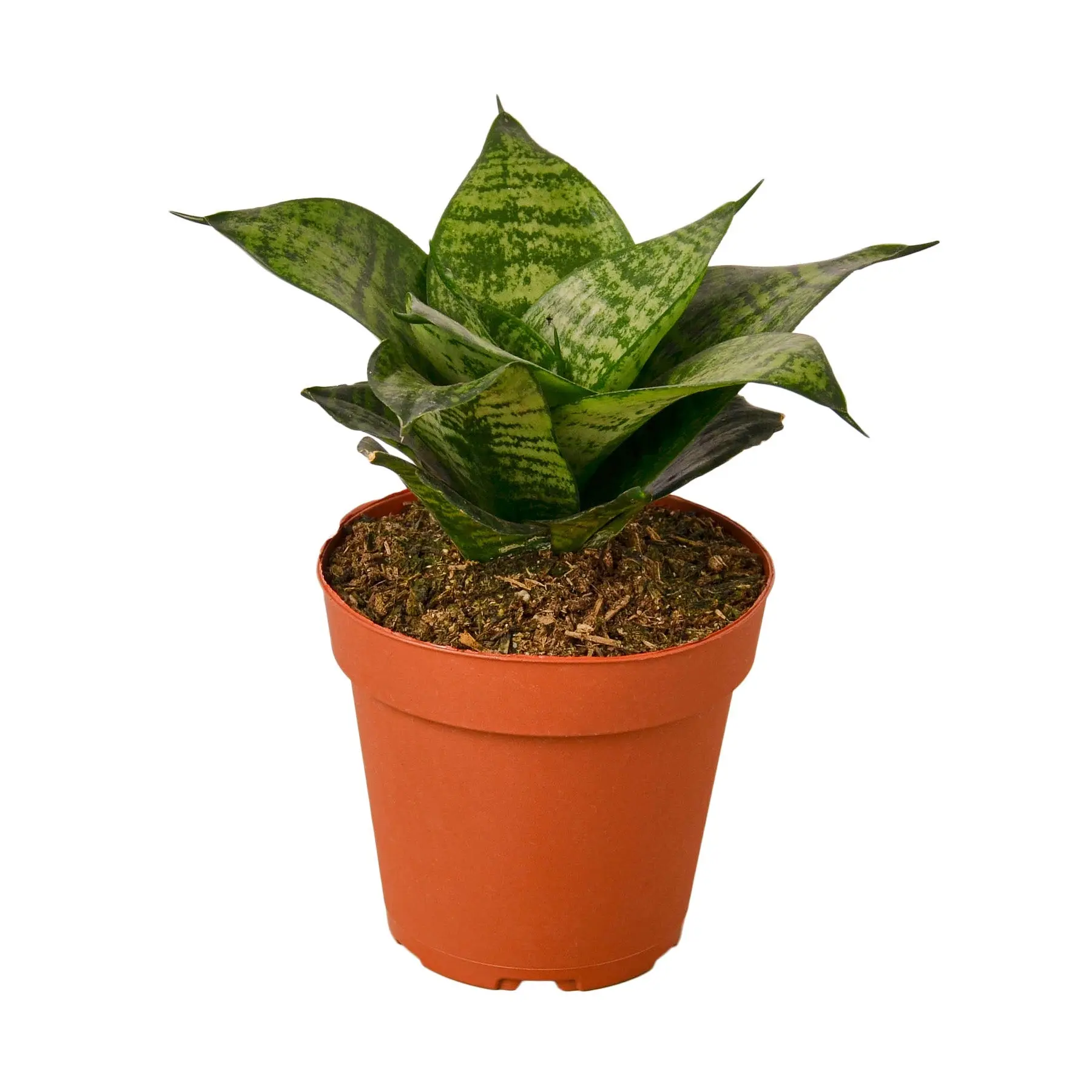 Snake Plant 'Black Robusta', Sansevieria Trifasciata, Live Houseplant, Indoor Plant