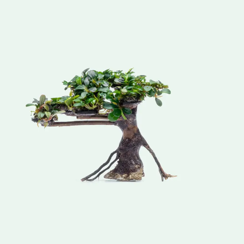 ikea bonsai tree - TikTok Shop