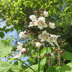 Catalpa Hardy Bois Chavanon or Bignoides Seeds 4 Pack x 100 Seeds Drought-Tolerant Low-Maintenance Landscape