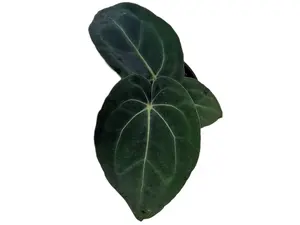Anthurium Capibara x Anthurium Fantasy (seedling)