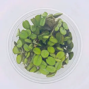 Salvinia Minima (Water Spangles)