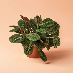 Maranta Red Prayer Plant – Indoor Live Plant, Medium, Pet Friendly, Bright Light, Low Light, Nyctinasty Effect, Perfect Gift, Houseplant Plant Decor