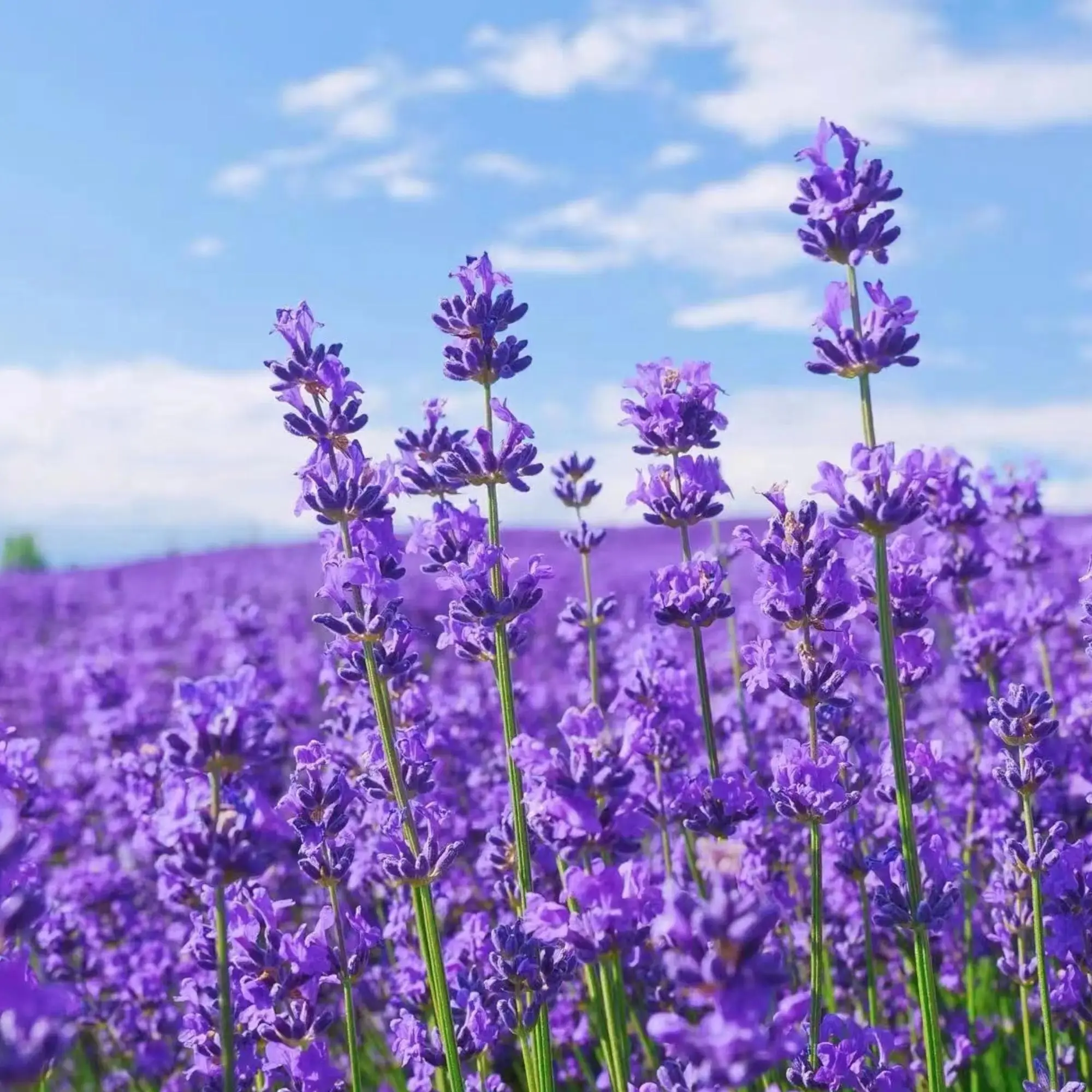 1000 Lavender Seeds - Drought-Tolerant Aromatic Purple Flowers with Calming Fragrance for Containers, Borders, Soothing Gardens & Pollinator Havens, Full Sun