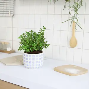 Nematanthus Candy Corn Plant 'Brazilian Firecracker'