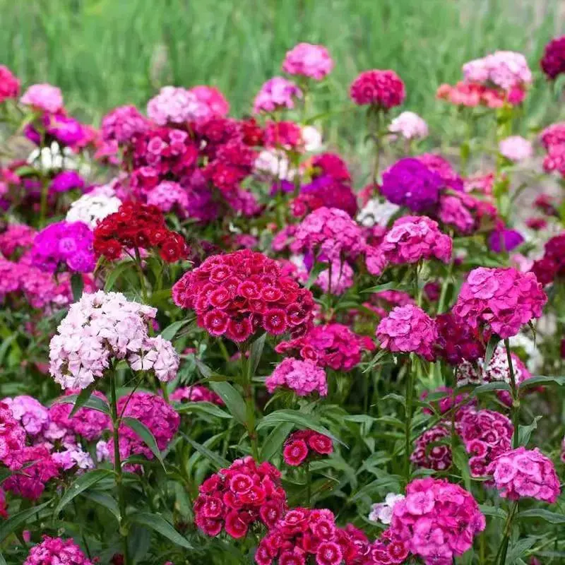 200pcs Perennial Mixed Dianthus Perennial Flower Seeds - Colorful, Cold-Hardy Blooms for Spring, Summer Gardens