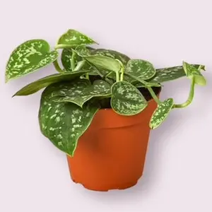 Satin Pothos Houseplant