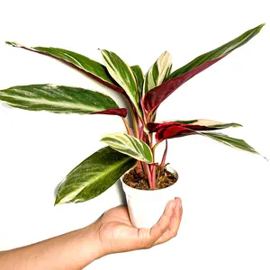 4" Stromanthe Triostar, Pet Friendly, Humidity Loving Live Houseplant, Indoor Plant