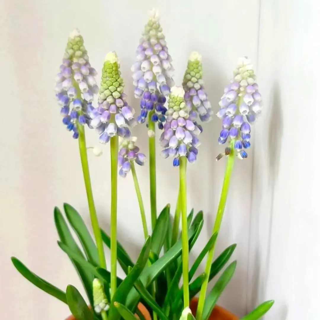 Grape Hyacinth Bulbs - Hardy Perennial Garden Bulbs for Spring Blooms, Tiny Blue Grape-Like Flower Clusters