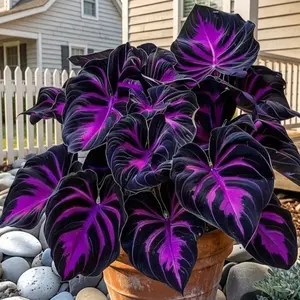200pcs Black Purple Hosta Seeds Perennials with Deep Foliage Easy to Grow for Bold Garden all Season Striking Contrast Foliage Perfect for Shady Areas & Shaded Areas