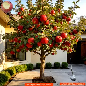 Classic Flavor Apple Tree ， Bare Root Ready to Grow ， Winter Hardy Variety ， Great for Beginners Non-GMO Fruit Compact