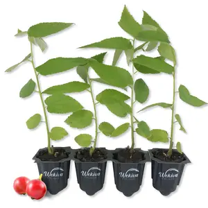 Jamaican Cherry Tree - Strawberry Tree - 4 Live Starter Plants in 2 Inch Grower's Pot - Muntingia Calabura - Edible Fruit Bearing Tree for The Patio and Garden