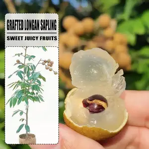 Grafted Longan Tree Sapling, Potted Live Dimocarpus Longan Plant, Sweet Juicy Tropical Fruit Tree For Yard Patio Home Garden