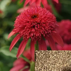 Green River 50 Double Cranberry Coneflower Seeds- Premium Perennial Flower Seeds for Pollinator Gardens Borders & Full Sun, Drought-Tolerant, Echinacea Seeds for Planting Deer Resistant, Long Blooming Easy to Grow