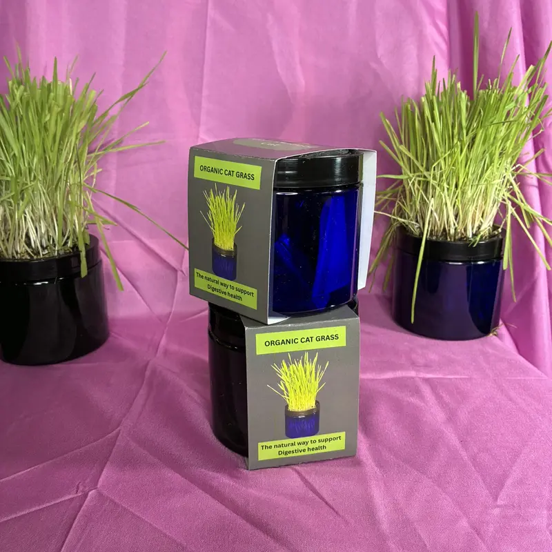 two Cat Jars with organic cat grass, Natural, Easy To Grow