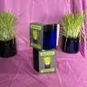two Cat Jars with organic cat grass, Natural, Easy To Grow