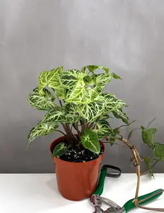 Syngonium Batik